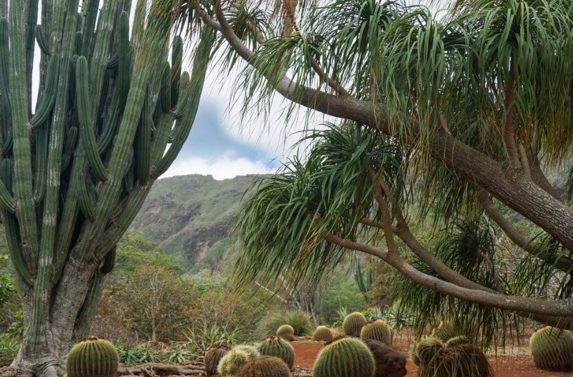 Koko Crater Botanical Garden, United States